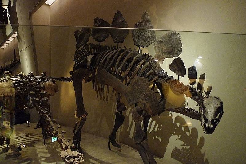 Kostra stegosaura z japonského Národního muzea přírody a vědy v Tokiu