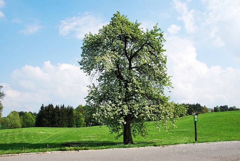 Památná hrušeň. Jediný strom, který přežil nacistické řádění