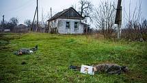 Upozorňujeme, že následující fotografie jsou drastické: Na snímku těla dvou ruských vojáků leží na trávě před domem v nedávno osvobozené vesnici Makijivka na Donbasu.