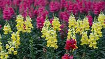 Hledík patří k nejoblíbenějším rostlinám, protože kvete celé léto až do prvních mrazů.