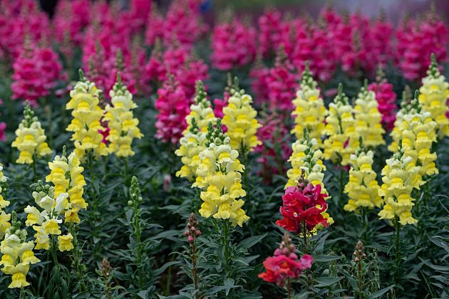 Hledík patří k nejoblíbenějším rostlinám, protože kvete celé léto až do prvních mrazů.