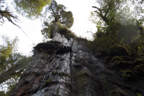 Gran Abuelo, tedy španělsky pradědeček, by mohl být podle nové studie nejstarším stromem světa. Někteří vědci se domnívají, že by mohl mít až 5 400 let.