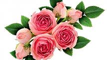 Pečující přípravky z růže působí i proti vráskám, jemně stahují póry a oživují tón pokožky.