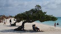 Eagle Beach v oblíbeném americkém letovisku Aruba turisté oceňují zejména pro bílý písek a průzračně čisté moře.