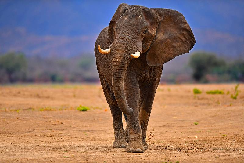 Fotograf na cestách a dobrodruh Petr Slavík se opakovaně vrací do Afriky na safari už téměř třicet let. Na podzim zamířil z Ústí nad Labem do buše či k Viktoriiným vodopádům poprvé od vypuknutí pandemie