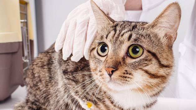 Kočka u veterináře.