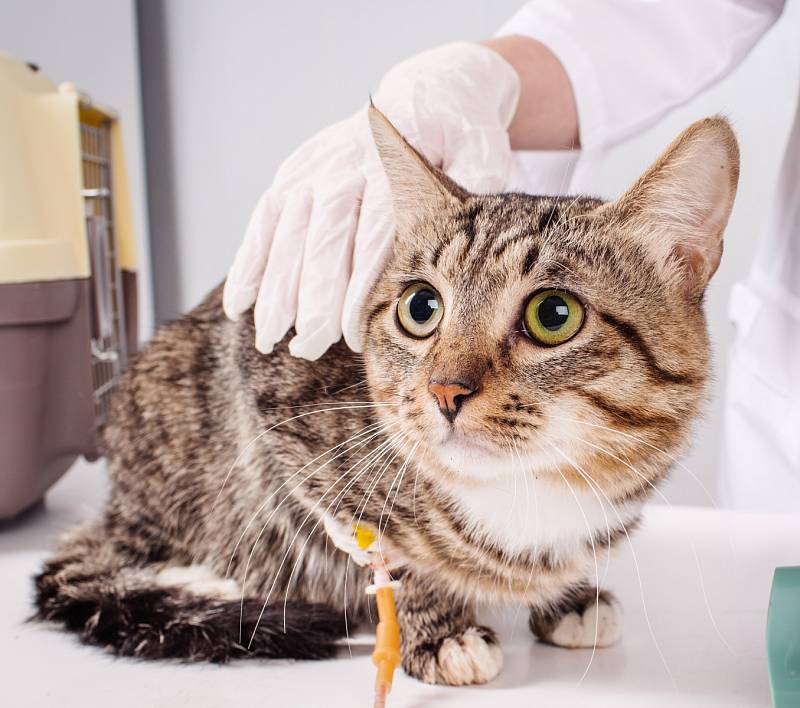 Kočka u veterináře.