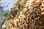 Někteří včelaři měli loni desetinu produkce medu proti normálu