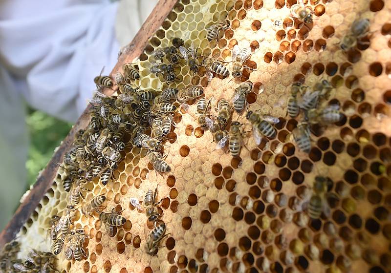 Někteří včelaři měli loni desetinu produkce medu proti normálu