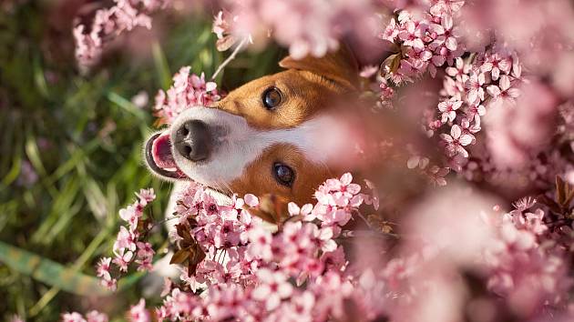 Pes na zahradě? I v květinovém ráji může na domácího mazlíčka číhat řada nebezpečných nástrah