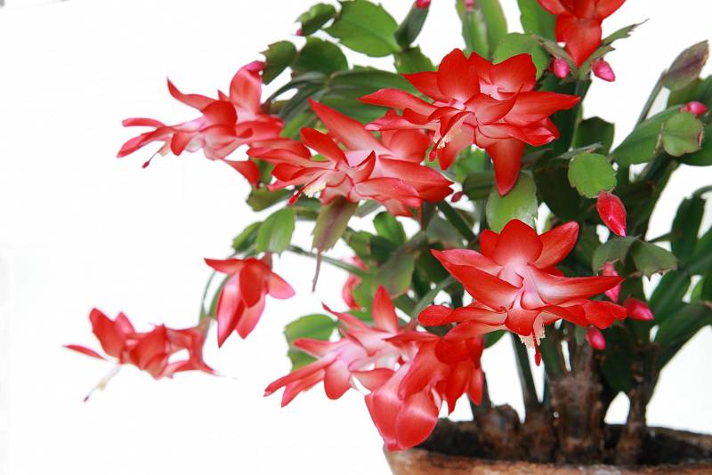 Vánoční kaktus. Tahle exotická rostlina má pověst trošku rozmarné krásky, bývala oblíbenou součástí květinové výzdoby domovů vašich rodičů či prarodičů.