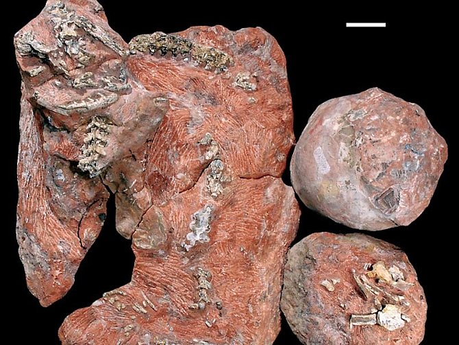 Zkamenělé pozůstatky hada, který se obtáčí kolem dinosauřího hnízda s vejci, byly nalezeny v Indii. 