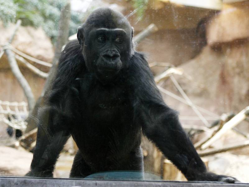 Gorilka Moja oslavila 15. prosince v pražské zoo své třetí narozeniny.