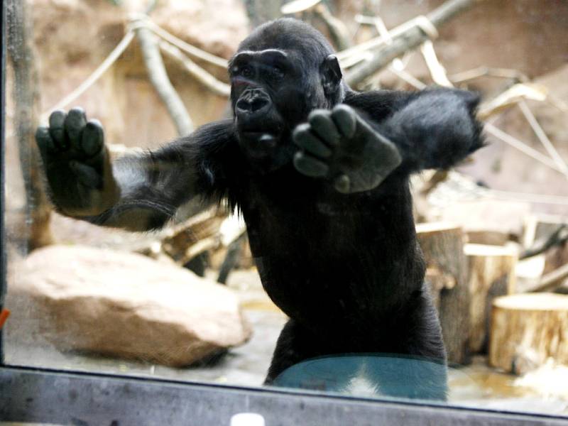 Gorilka Moja oslavila 15. prosince v pražské zoo své třetí narozeniny.