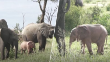 V Krugerově národním parku se objevilo růžové slůně