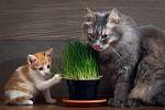 Kočkám vyhovují jakékoli traviny