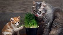 Kočkám vyhovují jakékoli traviny