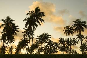Palmy jsou obrovská čeleď rostlin, které poskytují milionům lidí potravu, pití a přístřeší. Mají řadu využití, lze z nich vyrábět palmový i kokosový olej, rostou na nich datle či kokosové ořechy a používají se například při výrobě nábytku, kaučuku.