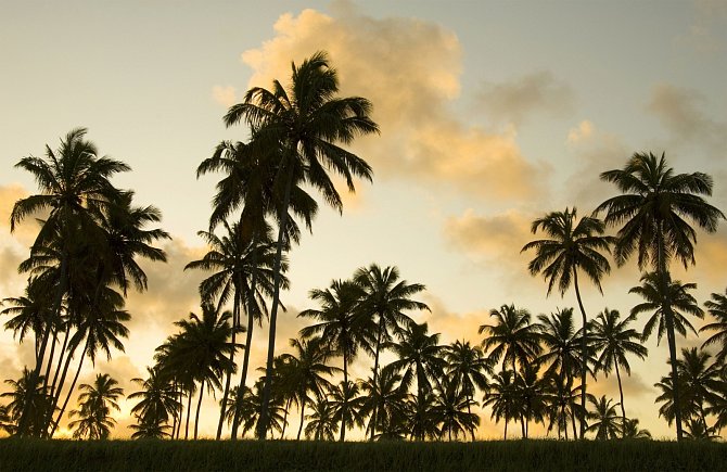 Palmy jsou obrovská čeleď rostlin, které poskytují milionům lidí potravu, pití a přístřeší. Mají řadu využití, lze z nich vyrábět palmový i kokosový olej, rostou na nich datle či kokosové ořechy a používají se například při výrobě nábytku, kaučuku.
