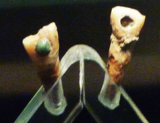 Upravené mayské zuby vystavené v Národním muzeu antropologie a historie (Museo Nacional de Antropología e Historia) v Mexiku