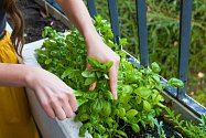Jednou z bylin, které můžete pěstovat na balkoně a které pomáhají v boji se zdravotními problémy, ale i s  přebytečnými kilogramy, je bazalka.