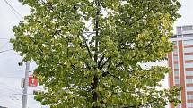 Vlivem sucha začaly stromy předčasně shazovat listí. Foceno ve Zlíně dne 22. srpna 2022