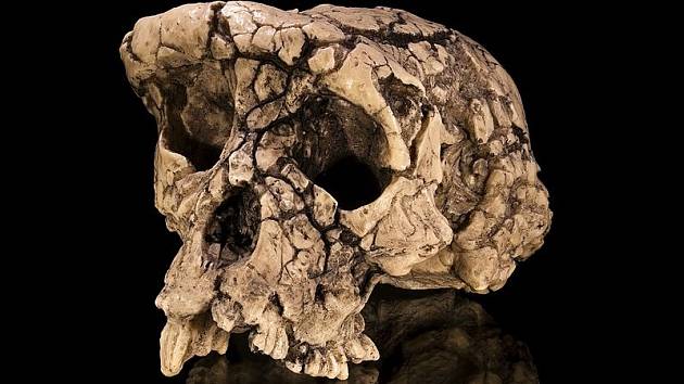 Odlitek originálního nálezu sedm milionů let staré lebky hominida, zvaného Sahelanthropus tchadensis (Sahelský člověk z Čadu či Sahelantrop čadský). Lebce se přezdívá Toumaï, což znamená Naděje života