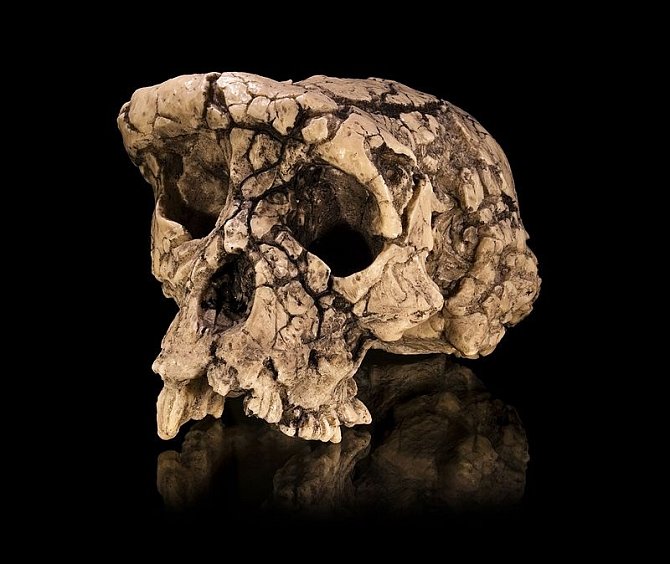 Odlitek originálního nálezu sedm milionů let staré lebky hominida, zvaného Sahelanthropus tchadensis (Sahelský člověk z Čadu či Sahelantrop čadský). Lebce se přezdívá Toumaï, což znamená Naděje života