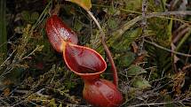Láčkovky patří mezi nejznámější masožravé rostliny. Láčkovka Lowova byla objevena v roce 1851, ve volné přírodě se vyskytuje na Borneu.