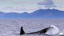 Kosatky dravé jsou přezdívané i "velryba zabiják". Stojí na vrcholu potravinového řetězce, neubrání se jim nikdo.