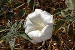 Květ Datura wrightii obsahuje přirozené alkaloidy skopolamin a atropin schopné měnit lidské vnímání
