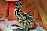 Emu hnědy, ZOO Tábor