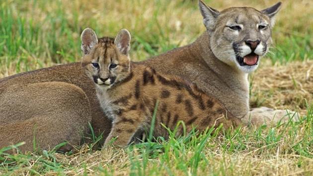 Ze zooparku ve Zvoli utekla puma. Lidé mají být na pozoru - Deník.cz