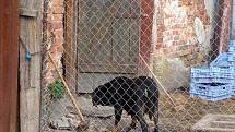Informace o tajných psích jatkách v Srbové na Chebsku rozvířila vlnu odporu mezi občany. Veterináři proto zahájili velkou kontrolní akci zaměřenou na provozovny v Chebu a okolí.