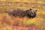 Medvěd grizzly v době přípravy k zimnímu spánku. Právě toto období se stalo osudným Timothymu Treadwellovi a jeho přítelkyni