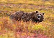 Medvěd grizzly v době přípravy k zimnímu spánku. Právě toto období se stalo osudným Timothymu Treadwellovi a jeho přítelkyni