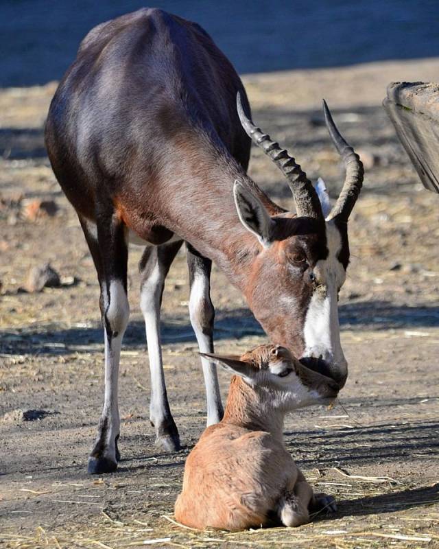 Buvolec v liberecké Zoo