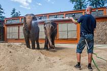 Samice slona indického Bala a Rání se v létě mohou ochladit v nádrži s vodou nebo na sebe hází studený písek. Při velkých vedrech kropí hadicí slony pracovníci zoologické zahrady. Snímek je z 1. srpna.