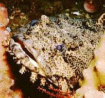 Vědci to s jistotou neví, zvuky vycházející z korálového útesu by ale mohly pocházet od ryb z čeledi žabohlavcovití. Na snímku se nachází jedna ryba z této čeledi.