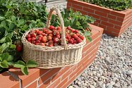 Nejlepší jahody rostou podle odborníků na vyvýšených zahradních záhonech.