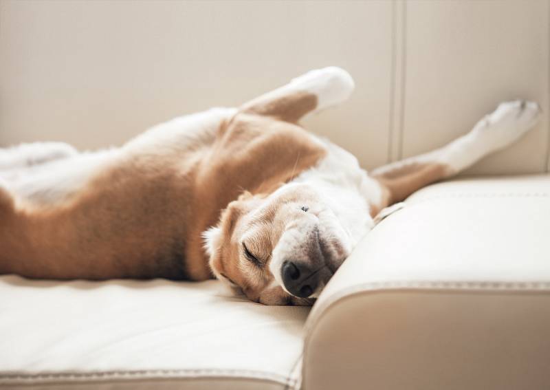 Psi ve spánku často kňučí, štěkají nebo pohybují končetinami