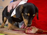 Proti tradičnímu vánočnímu prodeji a zabíjení kaprů v ulicích pořádali 21. prosince v Praze ochránci zvířat protestní happening nazvaný Prodej vánočních psů.