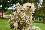 Komondor