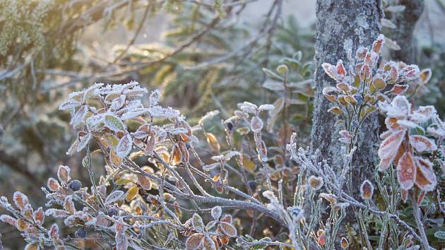 Kanadské borůvky jsou odolné vůči mrazu.