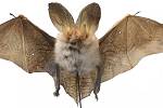 Netopýr ušatý. Podle vědců tito netopýři dokáží napodobovat bzučení hmyzu. Zvuk používají, když jsou v nebezpečí, odborníci soudí, že se jím snaží odstrašit sovy.