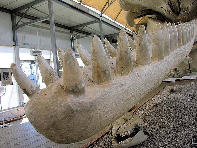 Dolní čelist vorvaně obrovského v Muzeu světového oceánu v Kaliningradu