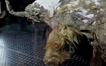 Mamut objevený v roce 2010 na Sibiři měl neobvykle zachovaný mozek.