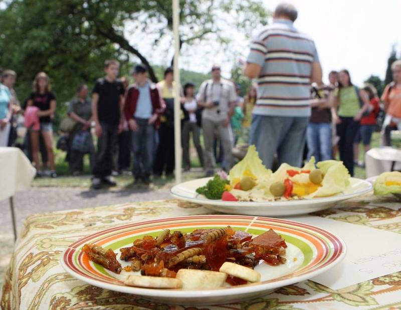 Sarančata v jablečném koláči, cvrčci v čokoládě či s česnekem, mouční červi v karamelu či jako pomazánka. To vše mohli ochutnat účastníci celokrajské biologické olympiády konané v pondělí v ZŠ Nová cesta ve zlínské místní části Štípa.