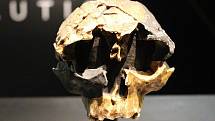 Lebka dítěte druhu Homo antecessor v Přírodovědném muzeu v Londýně