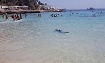 Žralok způsobil paniku na mallorské pláži
